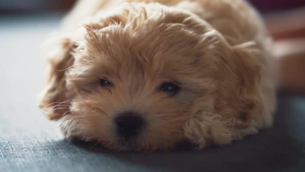 Gri koltukta tatlı kremalı köpek yavrusu - Video, Çekim