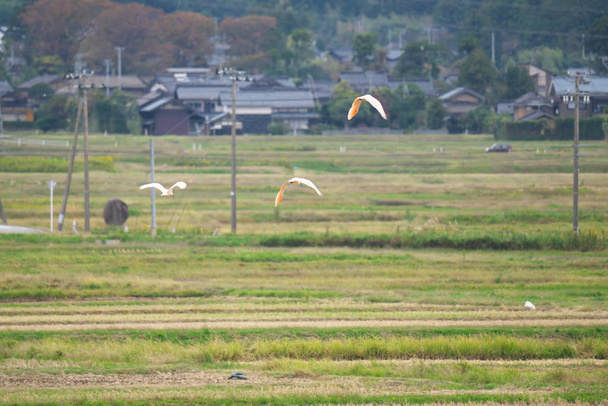 Niigata, Japón-21 de octubre de 2019: Nipponia nippon o Japanese Crested Ibis o Toki, un animal extinto de Japón, volando sobre el cielo azul en la isla de Sado
 - Foto, imagen