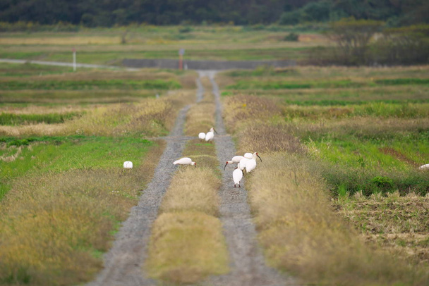 Niigata, Japão-21 de outubro de 2019: Nipponia nippon ou Japonês Crested Ibis ou Toki, um animal extinto do Japão, no campo de arroz na ilha do Sado
 - Foto, Imagem