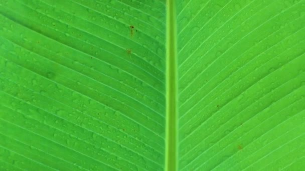 Muz ağacının yaprakları desenli açık yeşil yaprak soyut arka plan - Video, Çekim