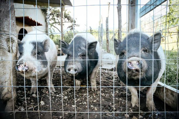 Вьетнамские свиньи, вьетнамские пузатые
 - Фото, изображение