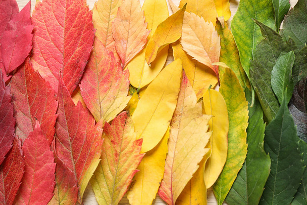 Colorful autumn leaves as background, top view - Фото, зображення