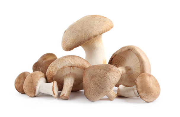 Fresh wild mushrooms on white background. Edible fungi - Photo, image