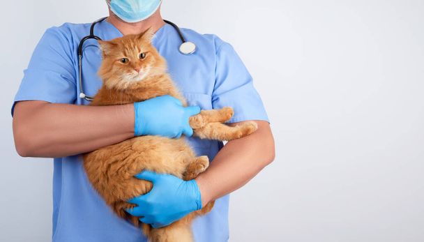 Veterinarian in blue uniform and sterile latex gloves holds and  - Photo, Image