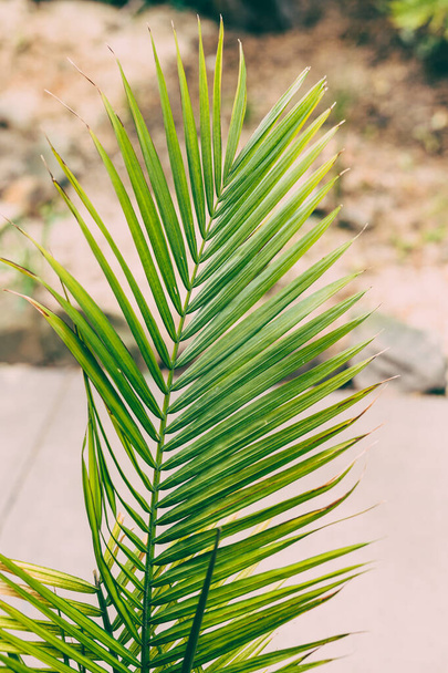 palm tree leaf in outdoor garden under warm sunshine - Photo, image
