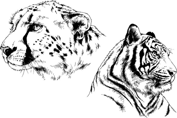 Reihe von Vektorzeichnungen zum Thema Raubtiere Tiger werden von Hand mit Tusche-Tätowierlogos gezeichnet - Vektor, Bild