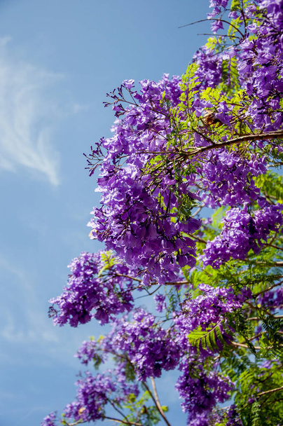 Albero di Jacaranda in piena fioritura con bellissimi fiori viola - Foto, immagini