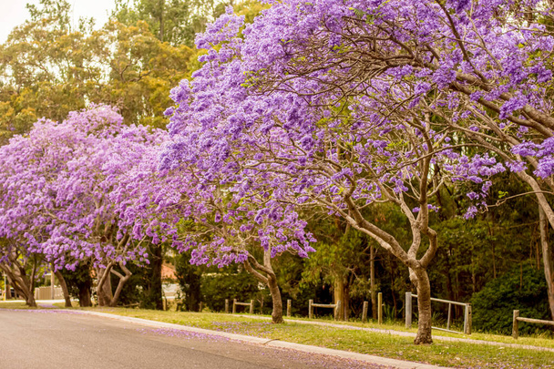 Street view jacaranda drzew w pełnym rozkwicie z pięknymi purpurowymi kwiatami - Zdjęcie, obraz