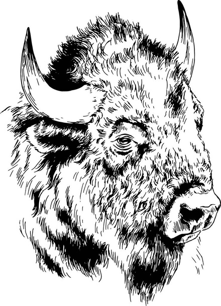 hatalmas hatalmas Buffalo szarvakkal rajzolt tinta szabadkézi vázlat tetoválás - Vektor, kép