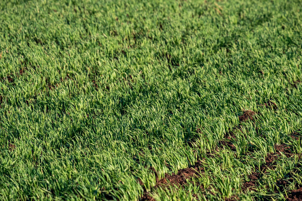ряды молодых растений, выращенных на сельскохозяйственных участках почвы и ярко-зеленой травы
 - Фото, изображение