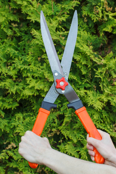 Hands of woman uses gardening tool to trim bushes - 写真・画像