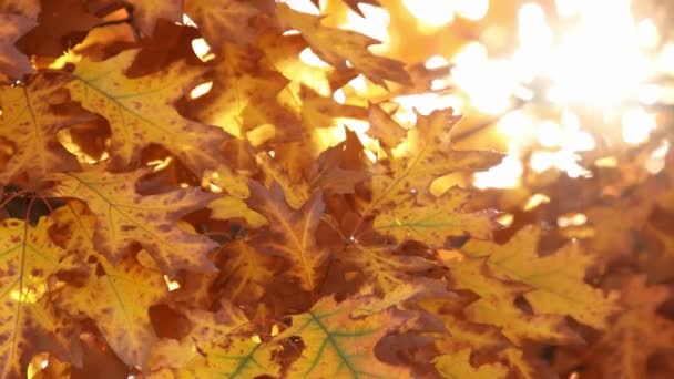 Drzewo z kolorowymi liśćmi jesienią na słonecznym niebie - Materiał filmowy, wideo