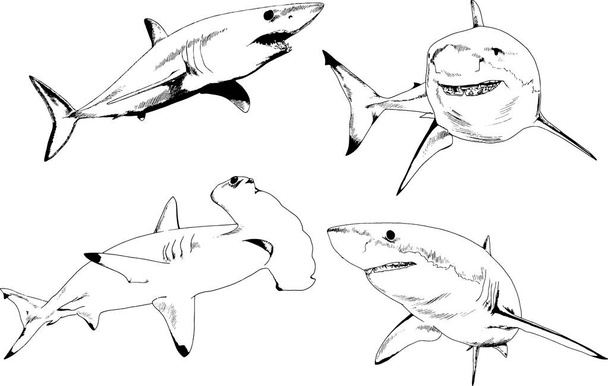 großer weißer Hai gezeichnet in Tusche Freihand-Skizze Logo - Vektor, Bild