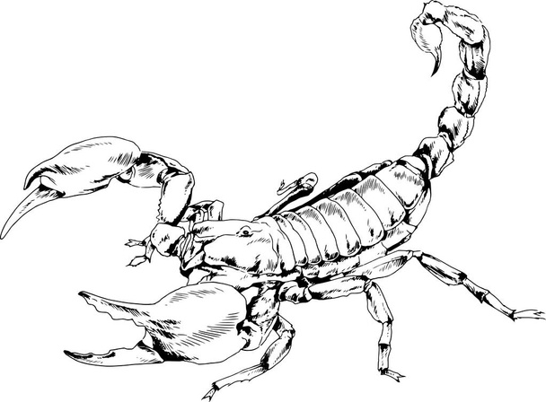 Saldırgan Scorpion beyaz arkaplan logo dövmesinde mürekkeple çizilmiş - Vektör, Görsel