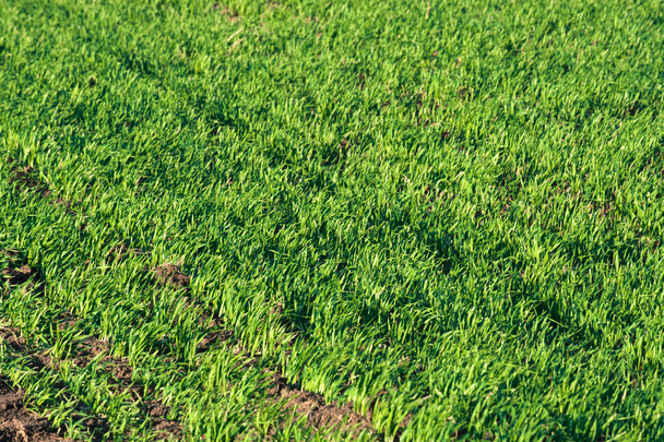 яркие сочные свежие ростки на сельскохозяйственном поле выращивают зерновые
 - Фото, изображение