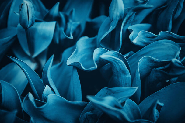 Cyan kék háttér elvont növény természetes virágok, makró fotó - Fotó, kép