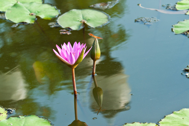 Lotus auf dem Fluss - Foto, Bild