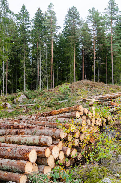 pilha de madeira por uma área de floresta de corte claro na temporada de outono
 - Foto, Imagem