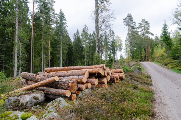 Bosque de coníferas con una pila de madera al lado de la carretera
 - Foto, Imagen
