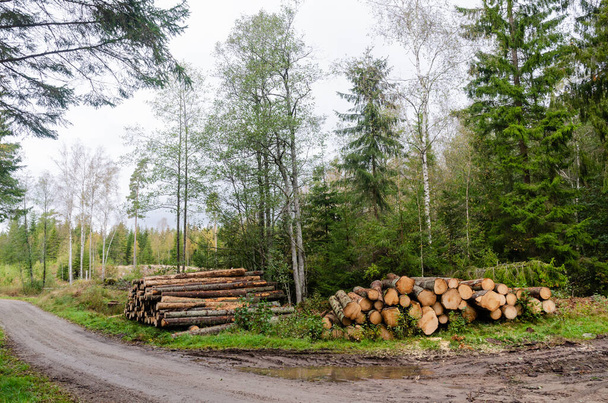 Pile di legname lungo la strada
 - Foto, immagini
