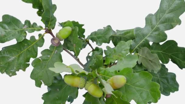Time-lapse of drying Oak branch with leaves and acorns 4c2w isolated on white background - Footage, Video