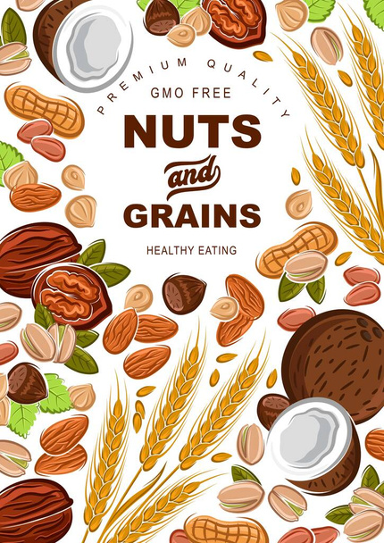 Nuts and cereal grains, healthy food - Vector, afbeelding