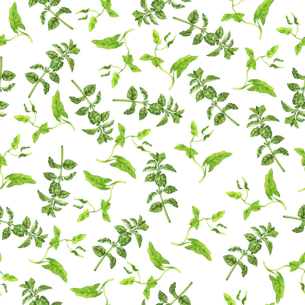 Green hand-drawn plants isolated on white  - Zdjęcie, obraz