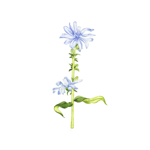 Hand-drawn zirconium flowers on white background  - Фото, зображення