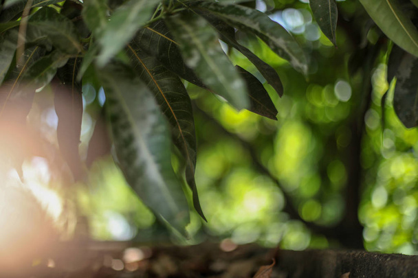Beautiful mango tree leaf landscape with bokeh effect background and sunlight rays. - 写真・画像