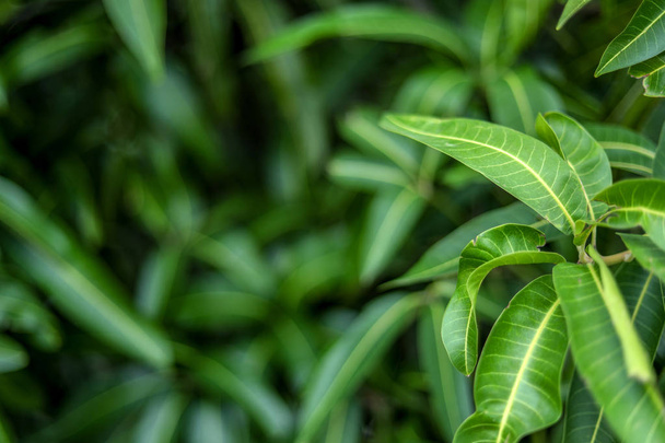 Green background of mango leaf. - Фото, изображение