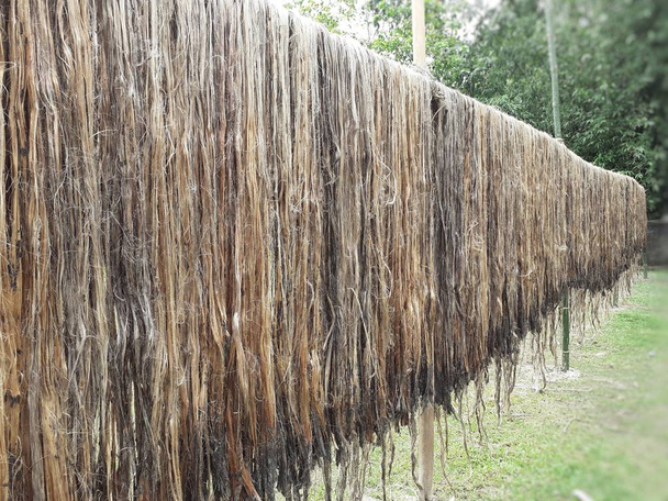 Fibra de juta crua pendurada para secagem ao sol. Cultivo de juta em Assam, Índia. A juta é conhecida como fibra dourada. É fibra vegetal natural marrom amarelado
. - Foto, Imagem