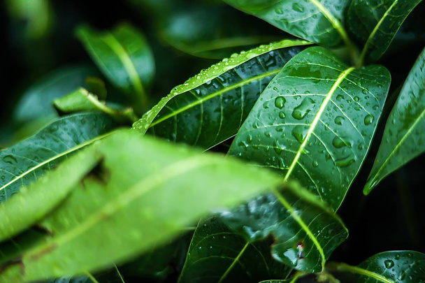 water droplet on green mango leaf - Photo, Image