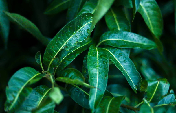 Regentropfen auf grünem Mangoblatt - Foto, Bild