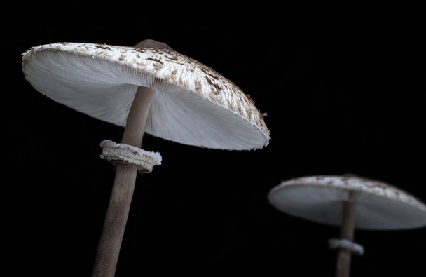 Houby slunečník (Macrolepiota procera), volně rostoucí zdravá houba, Braga, Minho, Portugalsko. - Fotografie, Obrázek
