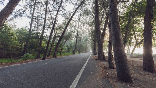 hermosa calma camino de campo con pino sombreado en el lado
 - Foto, Imagen