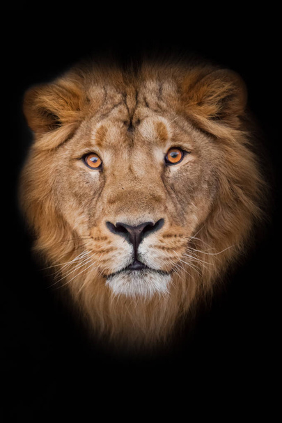 чоловічий лев з жовтими (бурштиновими) очима дивиться на вас тривожно
  - Фото, зображення