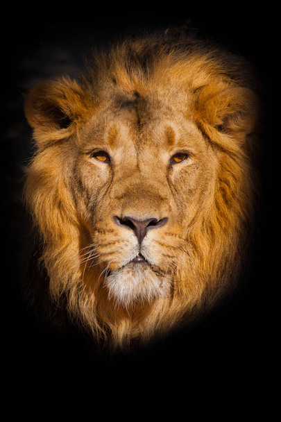  портрет потужного чоловічого лева ізольованого на чорному тлі
 - Фото, зображення