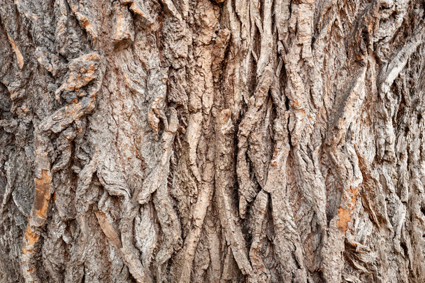 Bark of a tree background. Large coarse tree bark.  - Foto, immagini