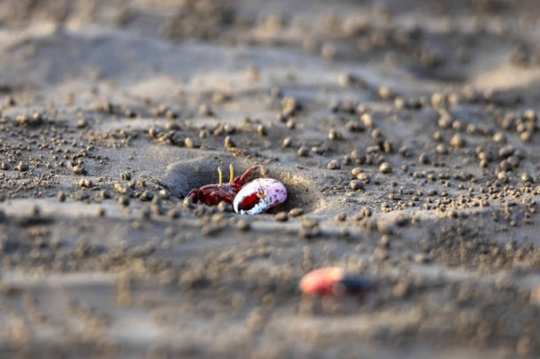 Uca vocans, Fiddler Crab περπάτημα στο δάσος Μανγκρόουβ Στο Bassien Beach Mumbai Maharashtra Ινδία. - Φωτογραφία, εικόνα