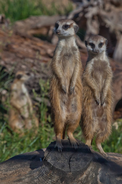 Two friends .  African animals meerkats (Timon) look attentively - Φωτογραφία, εικόνα