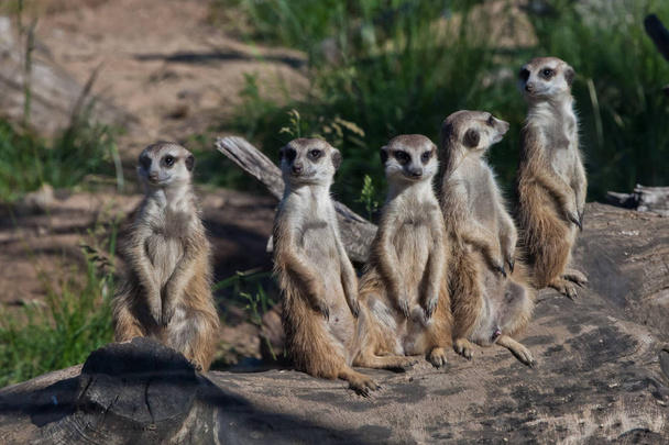 Many meerkats gathered a meeting.  African animals meerkats (Tim - Φωτογραφία, εικόνα