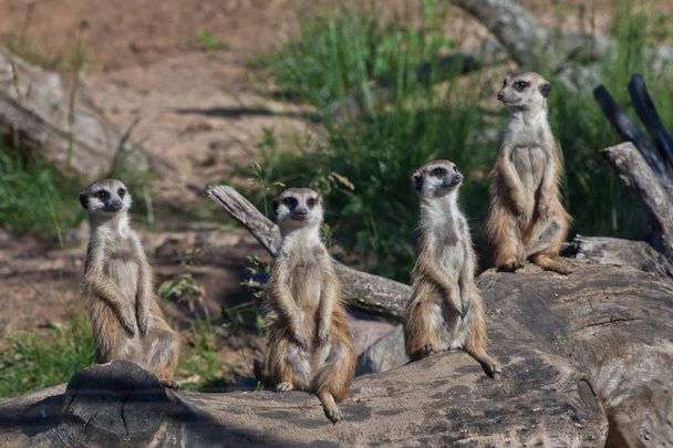 Πολλοί meerkats συγκέντρωσαν μια συνάντηση. Συκώτια αφρικανικών ζώων (Tim - Φωτογραφία, εικόνα