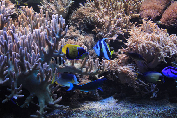 doğal mercan akvaryumu arka plan - Fotoğraf, Görsel