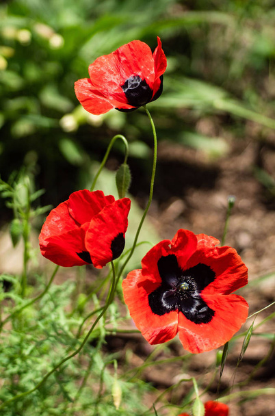 Яскраві червоні макові квіти
 - Фото, зображення