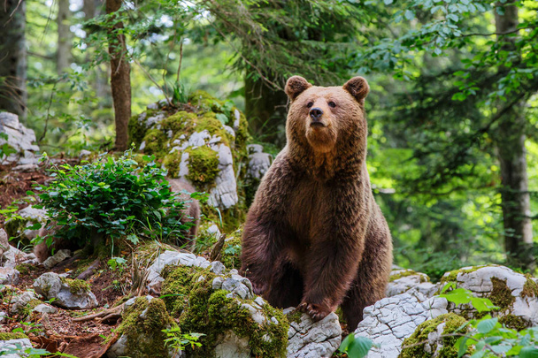 Bruine beer - ontmoeting met een grote vrouwelijke wilde bruine beer in het bos en de bergen van de Notranjska regio in Slovenië - Foto, afbeelding