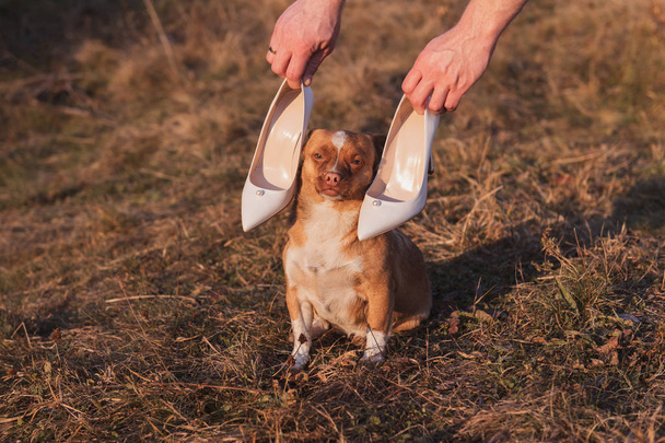 Damadın elleri, dişi beyaz ayakkabıları köpeğin üzerinde inci ile tutuyor. Çimlerin üzerinde oturan sevimli kırmızı köpek. Düğün günü gün batımında. - Fotoğraf, Görsel