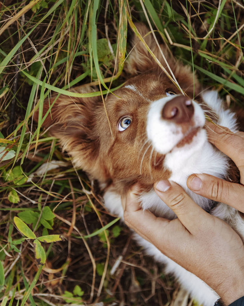 Красива прикордонна собака Коллі на відкритому повітрі
 - Фото, зображення