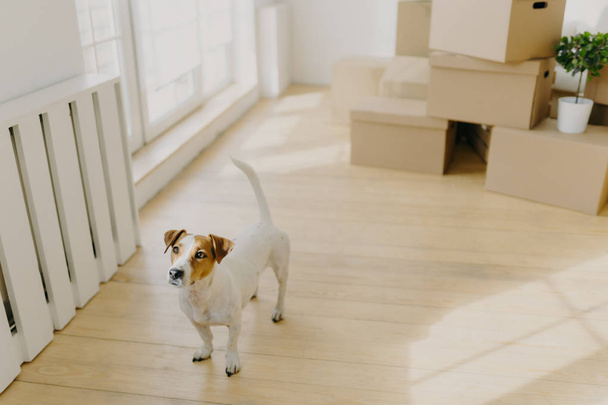 Foto de pedigrí russel terrier perro posa en habitación espaciosa vacía, elimina en un nuevo lugar de vida con sus anfitriones, pila de cajas de cartón en el fondo. Animales, hogar y día de mudanza concepto
 - Foto, Imagen