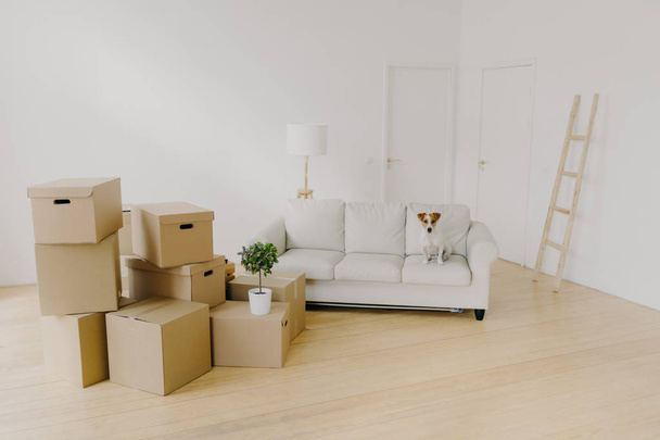 Prázdný světlý obývací pokoj s pohovkou a domácím mazlíčkem, hromada vybalených lepenkových krabic s osobními věcmi, útulný bílý gauč v bytovém interiéru, podlahová lampa, žebřík. Den stěhování, žádní lidé - Fotografie, Obrázek