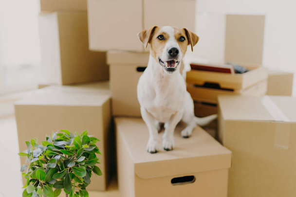Divertido perro se sienta en cajas de cartón, planta interior verde cerca, se traslada a un nuevo apartamento moderno, tiene orejas marrones, piel blanca, feliz de vivir en una casa cara. Animales, día de mudanza y concepto de vivienda
 - Foto, Imagen